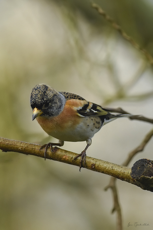 Photo Oiseaux Pinson du Nord (Fringilla montifringilla)