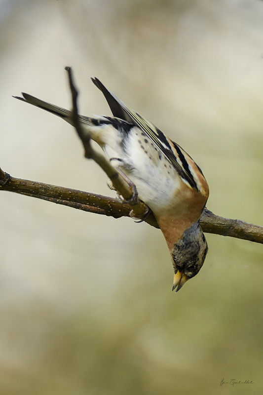 Photo Oiseaux Pinson du Nord (Fringilla montifringilla)