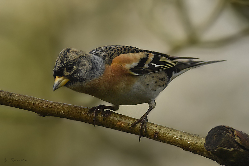 Photo Oiseaux Pinson du Nord (Fringilla montifringilla)