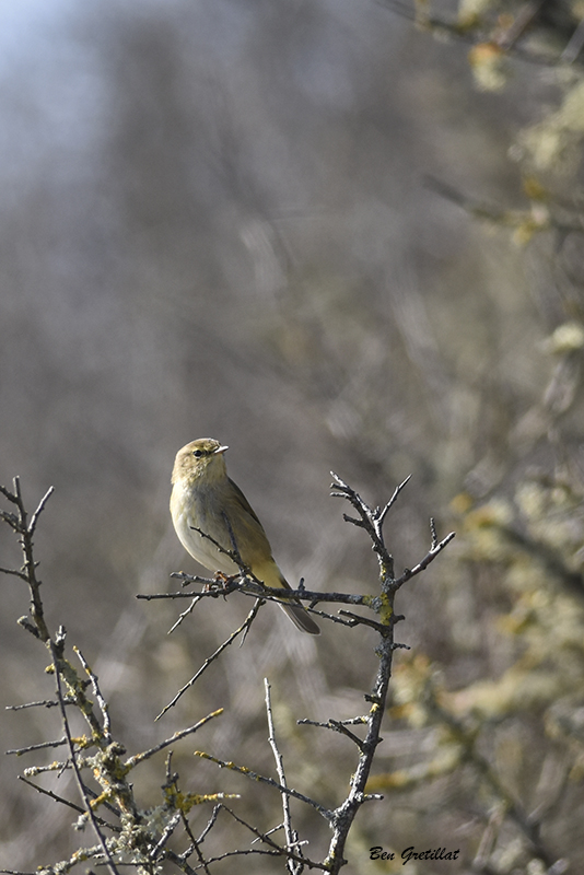 Photo Oiseaux Pouillot fitis (Phylloscopus trochilus)