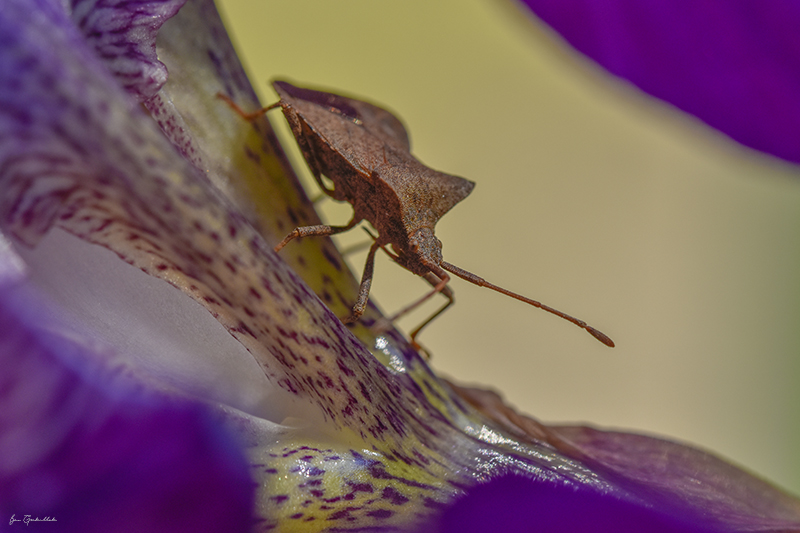 Photo Insectes Corée marginée (Coreus marginatus)