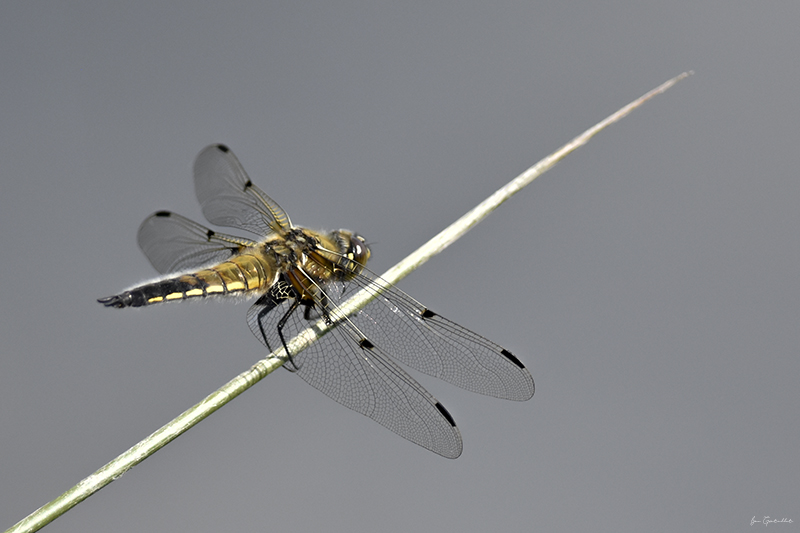 Photo Insectes Libellule à quatre taches (Libellula quadrimaculata)