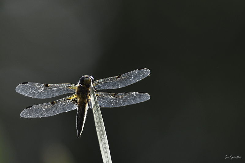 Photo Insectes Libellule à quatre taches (Libellula quadrimaculata)