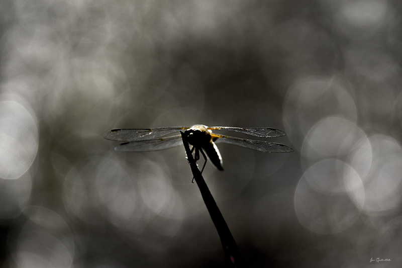 Photo Insectes Libellule à quatre taches (Libellula quadrimaculata)