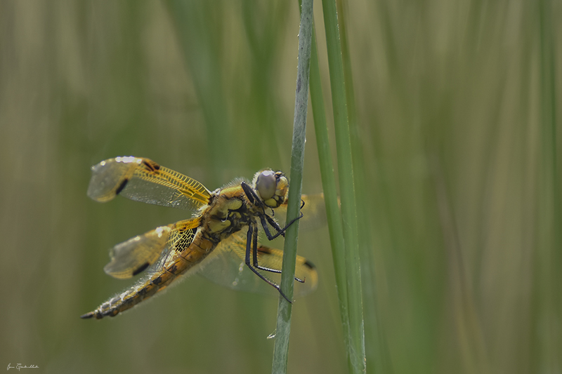 Photo Insectes Libellule à quatre taches (Libellula quadrimaculata)