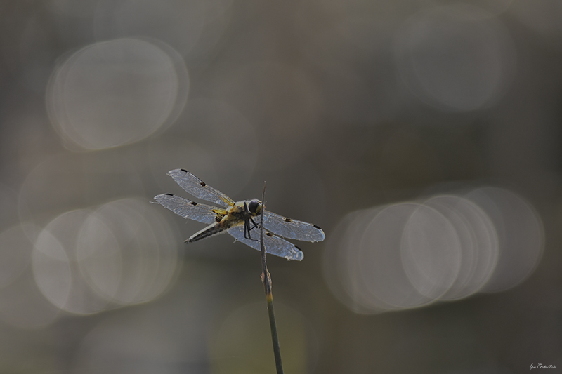 Photo Insectes Libellule à quatre taches (Libellula quadrimaculata)