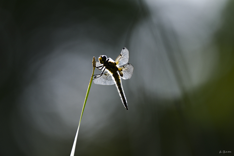 Photo Insectes Libellule à quatre taches (Libellula quadrimaculata)