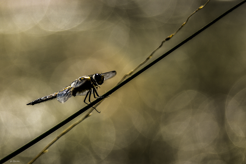 Photo Insectes Libellule à quatre taches (Libellula quadrimaculata)