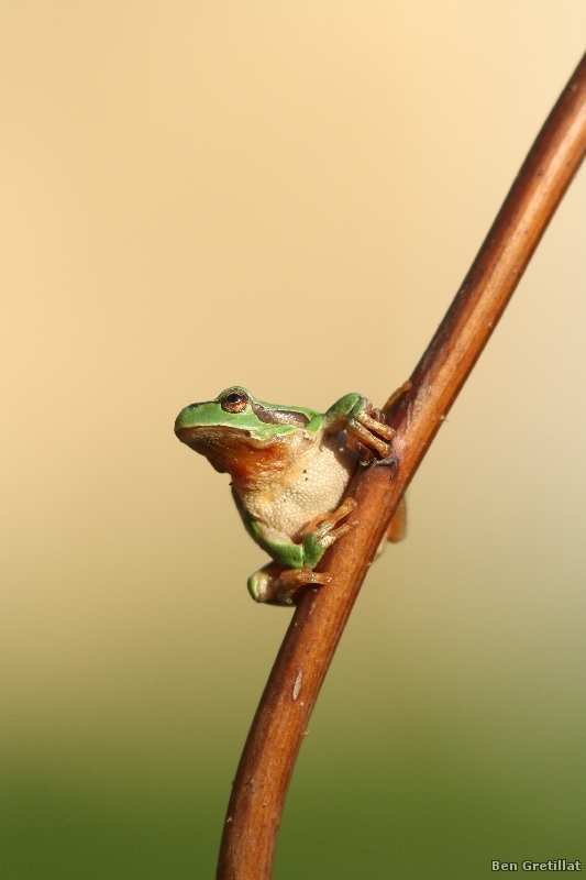 Photo Amphibiens Rainette verte (Hyla arborea)