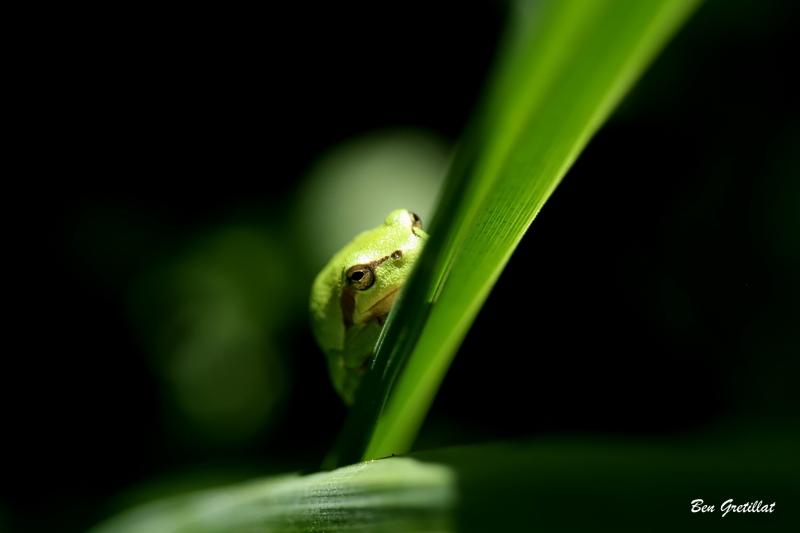 Photo Amphibiens Rainette verte (Hyla arborea)