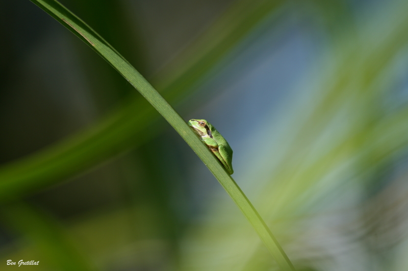 Photo Amphibiens Rainette verte (Hyla arborea)