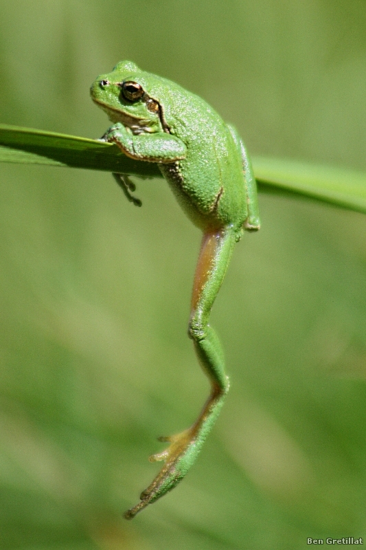 Photo Amphibiens Rainette verte (Hyla arborea)