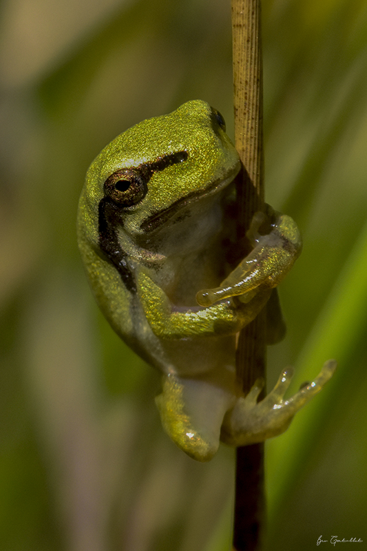 Photo Amphibiens Rainette verte (Hyla arborea)