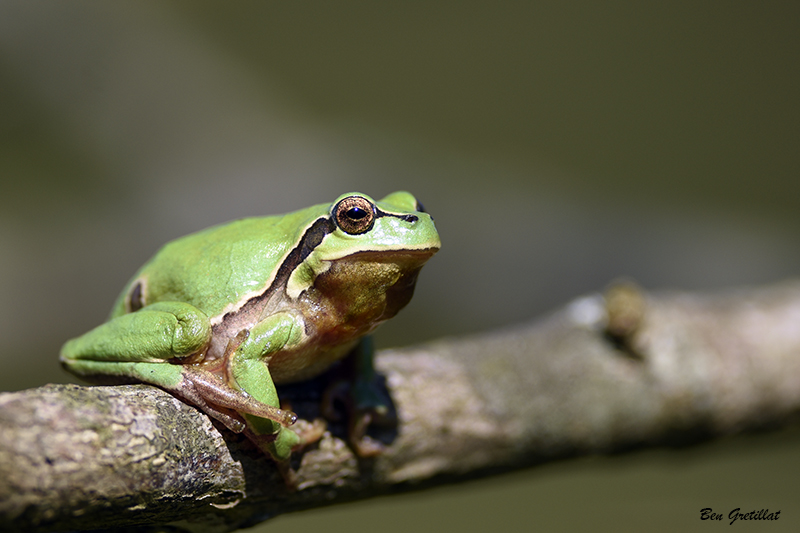 Photo Amphibiens Rainette verte (Hyla arborea)