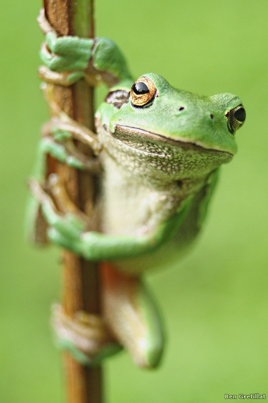 Photo Amphibiens Rainette verte (Hyla arborea)