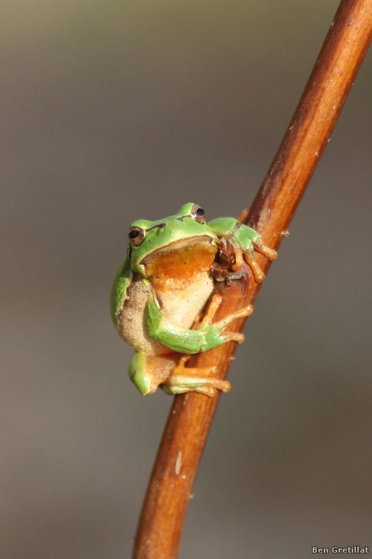 Photo Amphibiens Rainette verte (Hyla arborea)