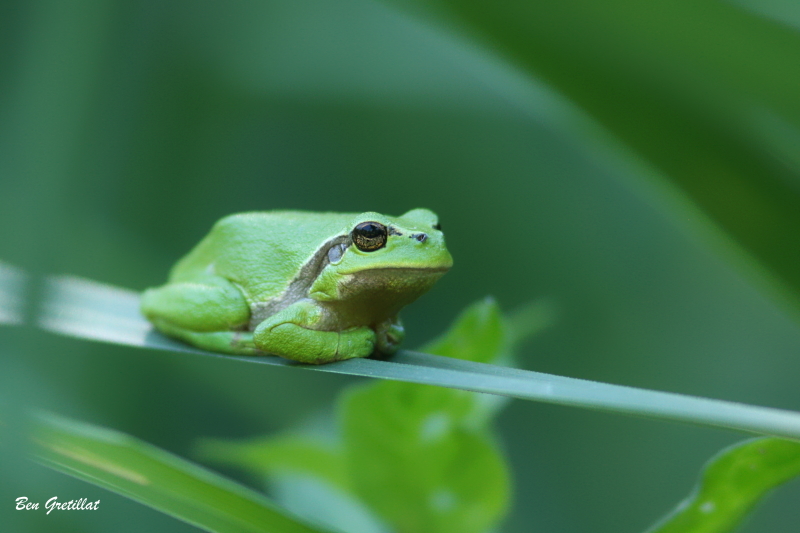 Photo Amphibiens Rainette verte (Hyla arborea)