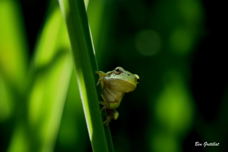 Photo Amphibiens Rainette verte (Hyla arborea)