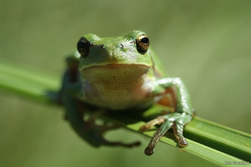 Photo Amphibiens Rainette verte (Hyla arborea)