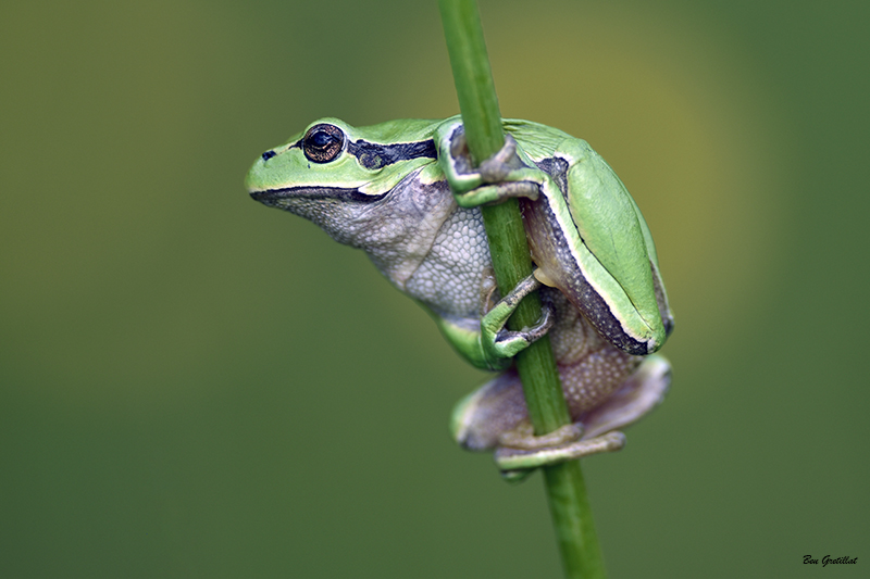 Photo Amphibiens Rainette verte (Hyla arborea)