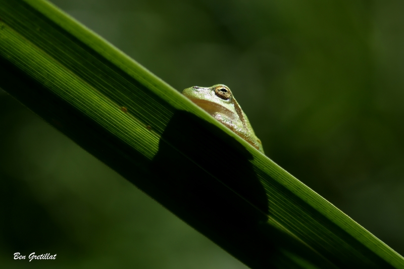 Photo Amphibiens Rainette verte (Hyla arborea)