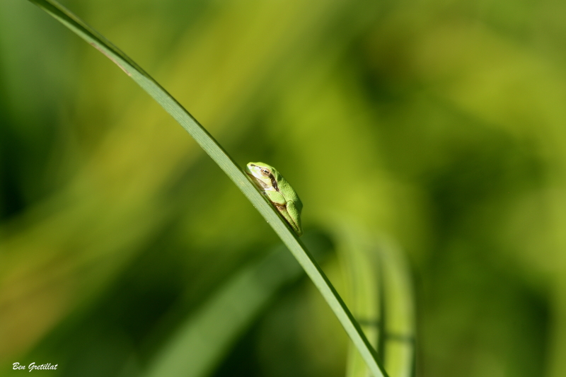 Photo Amphibiens Rainette verte (Hyla arborea)