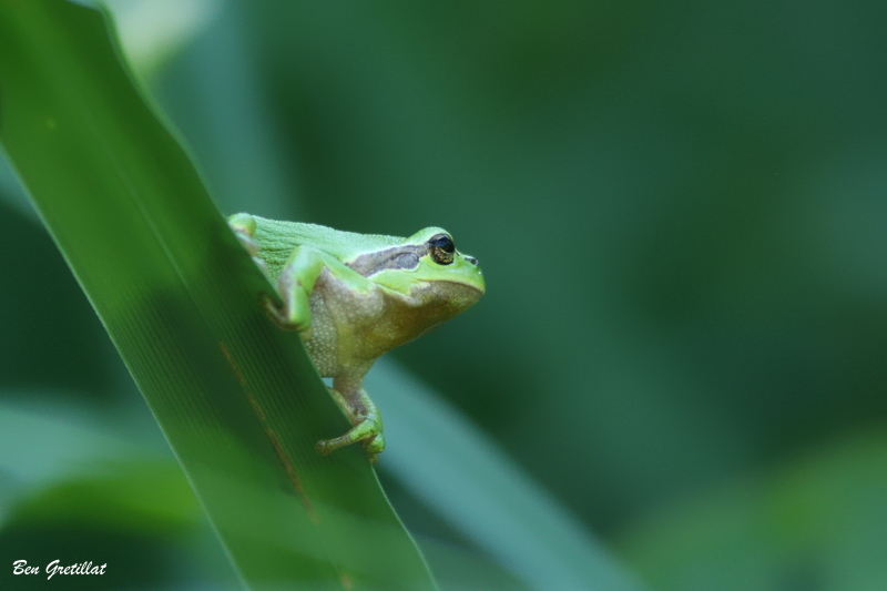 Photo Amphibiens Rainette verte (Hyla arborea)