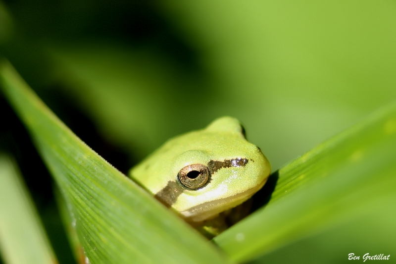 Photo Amphibiens Rainette verte (Hyla arborea)