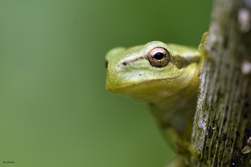 Photo Amphibiens Rainette verte (Hyla arborea)