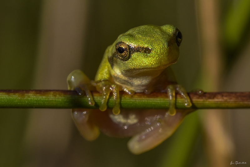 Photo Amphibiens Rainette verte (Hyla arborea)