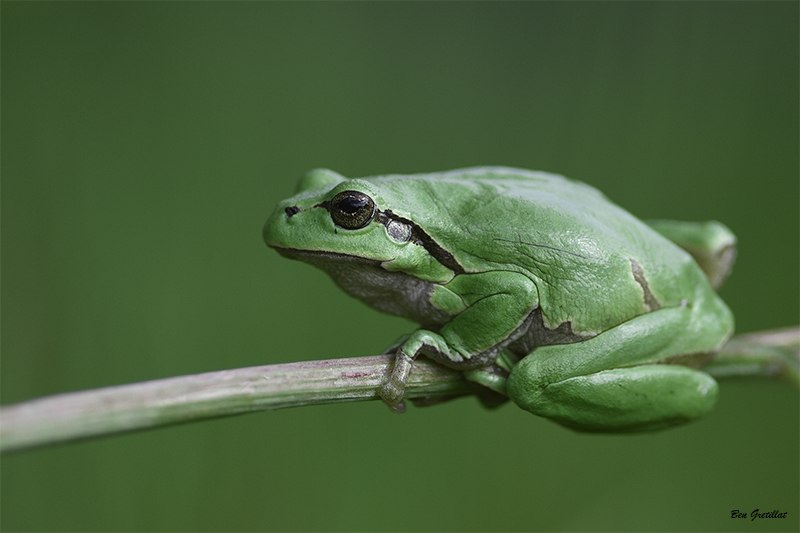 Photo Amphibiens Rainette verte (Hyla arborea)