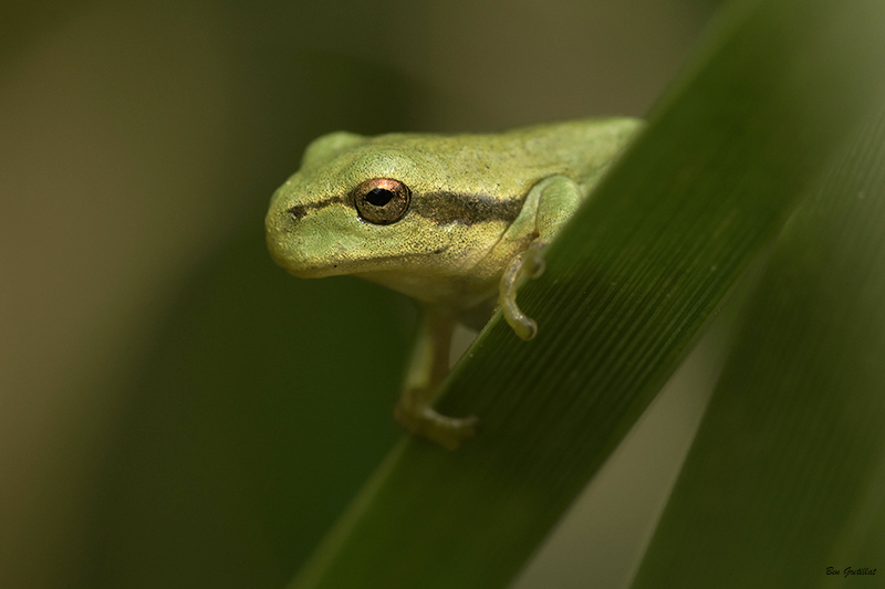 Photo Amphibiens Rainette verte (Hyla arborea)