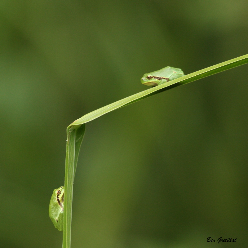 Photo Amphibiens Rainette verte (Hyla arborea)