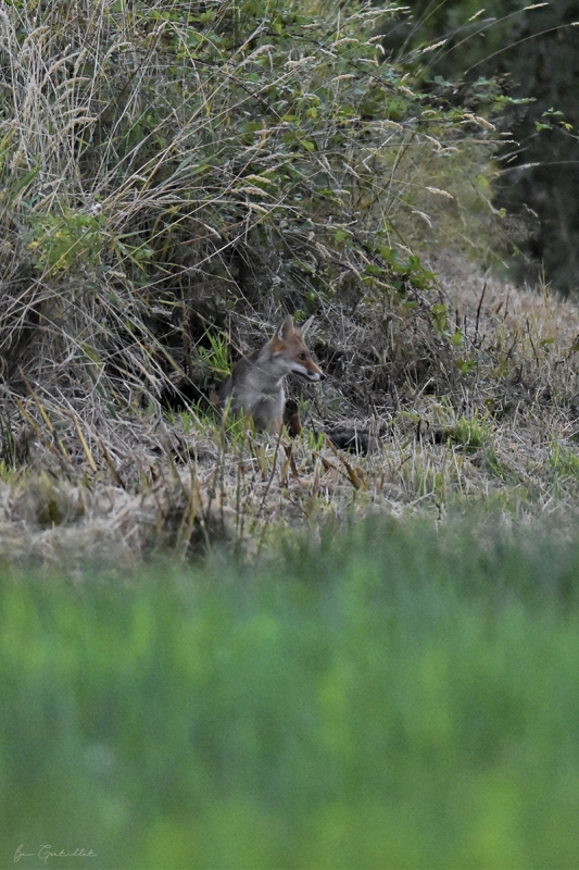 Photo Mammifères Renard roux (vulpes vulpes).