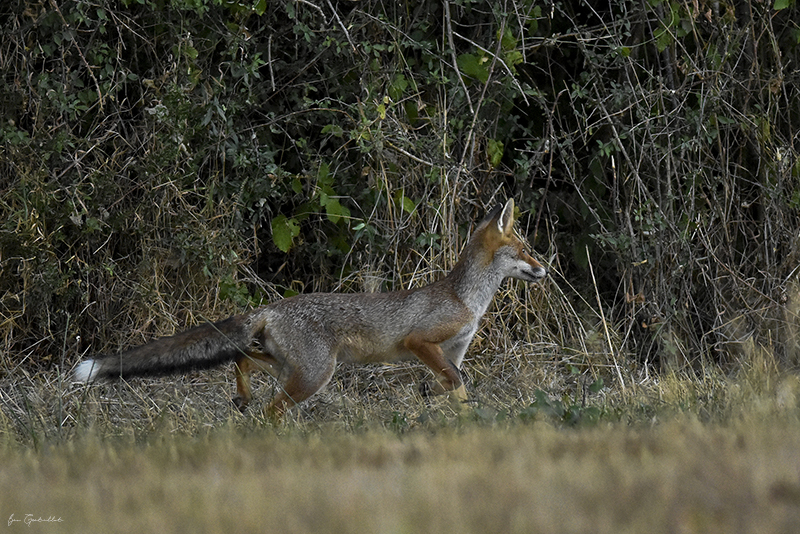 Photo Mammifères Renard roux (vulpes vulpes).