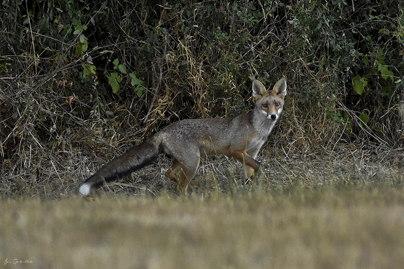 Photo Mammifères Renard roux (vulpes vulpes).