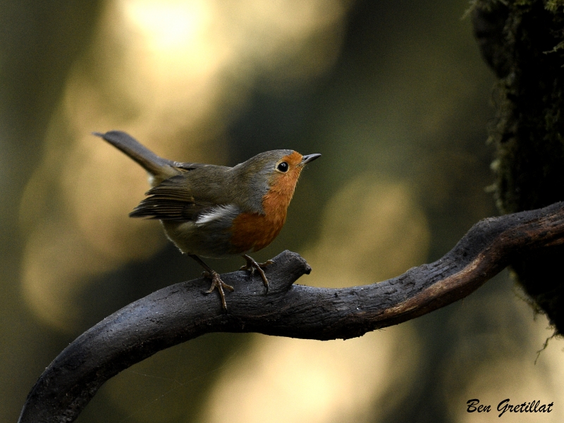 Photo Oiseaux Rouge-gorge familier (Erithacus rubecula)