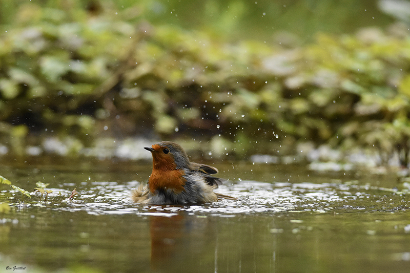 Photo Oiseaux Rouge-gorge familier (Erithacus rubecula)