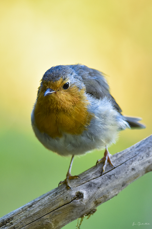 Photo Oiseaux Rouge-gorge familier (Erithacus rubecula)