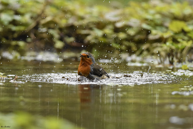 Photo Oiseaux Rouge-gorge familier (Erithacus rubecula)