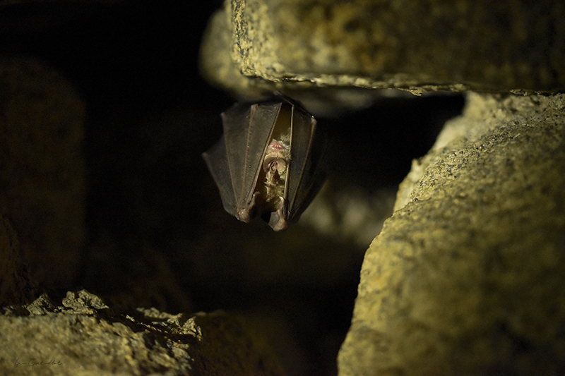 Photo Mammifères Grand Rhinolophe (Rhinolophus ferrumequinum)