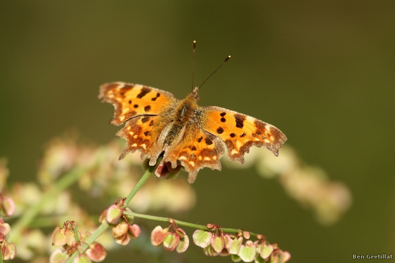 Photo Insectes Robert-le-Diable (Polygonia c-album)