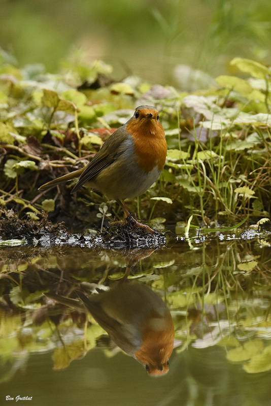 Photo Oiseaux Rouge-gorge (Erithacus rubecula)