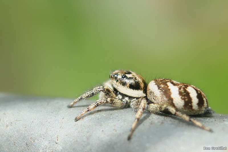 Photo Araignées Saltique chevronnée (Salticus scenicus)