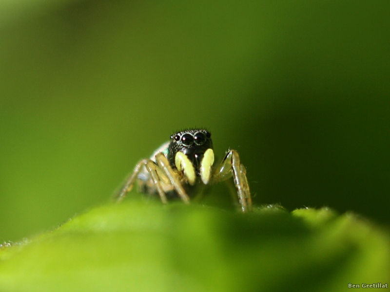 Photo Araignées Saltique cuivré (Heliophanus cupreus)