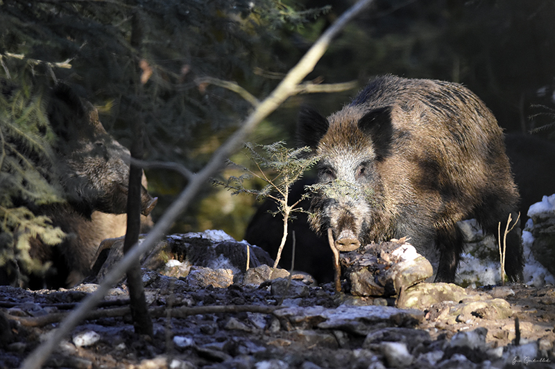 Photo Mammifères Sanglier (Sus scrofa)