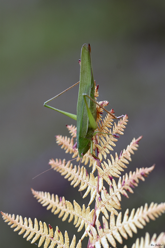 Photo Insectes Sauterelle verte (Tettigonia viridissima)