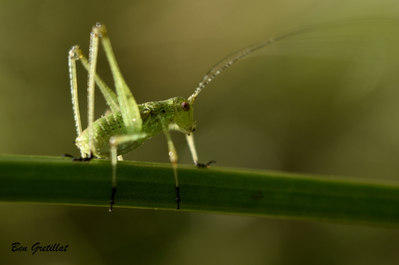 Photo Insectes Leptophye ponctuée juvénile (Leptophyes punctatissima)