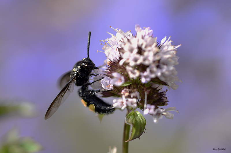 Photo Insectes Scolie hirsute (Scolia hirta)