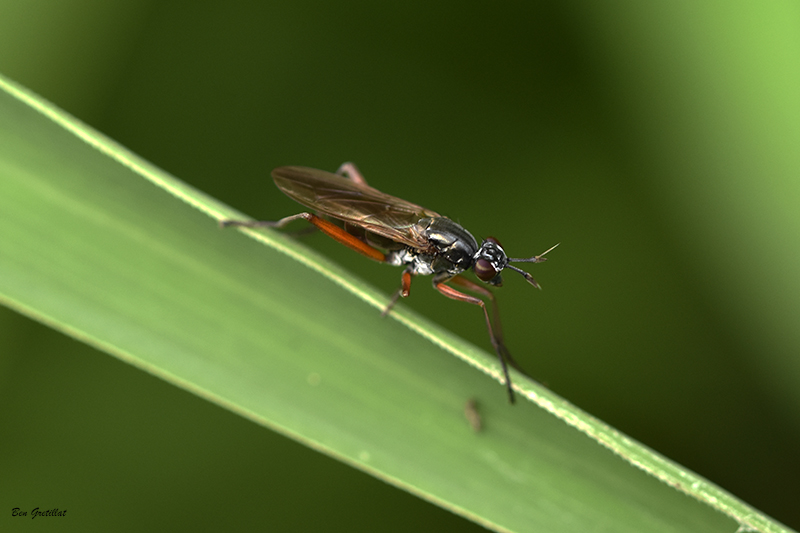 Photo Insectes Sépédon sphex (Sepedon sphegea)